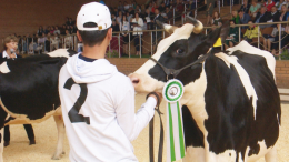 Бодались за победу: «конкурс красоты» среди коров завершился в Ленобласти