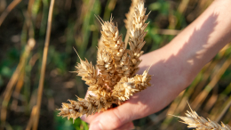 «Идут обсуждения этой темы»: в Кремле оценили возобновление зерновой сделки