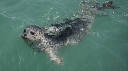 Азербайджанский тюлень напал на людей, купавшихся в море — видео