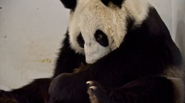 Лучшая мать: как панда Диндин ухаживает за своим малышом в Московском зоопарке