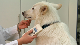 В России создают вакцину против аллергии на собак