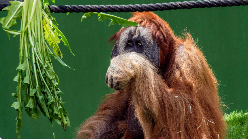 Насиловали за деньги: В Индонезии орангутанга несколько лет держали в секс-рабстве