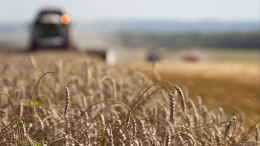 В Польше назвали украинское зерно угрозой для всей Европы