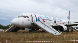 Заглянем в кабину Airbus: как действовали пилоты при аварийной ситуации на рейсе Сочи — Омск