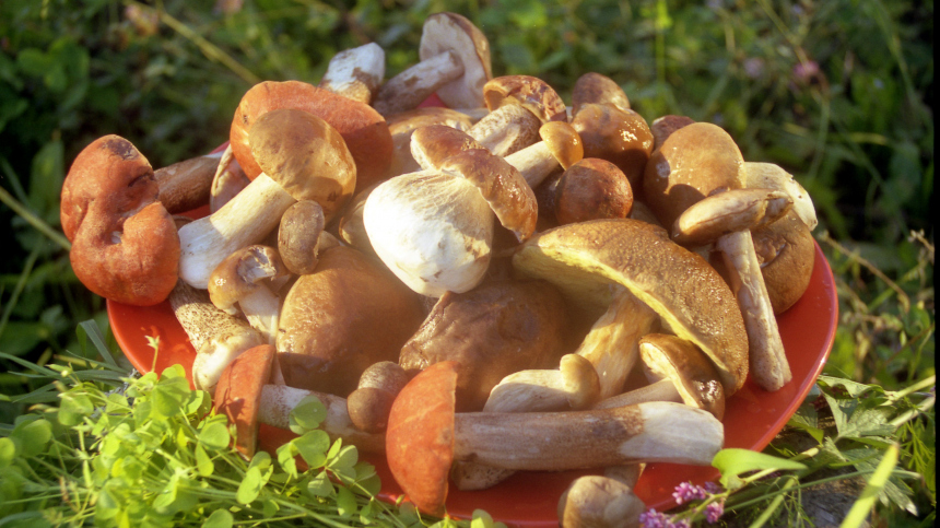 Не по сыроежке шляпка: какие грибы опасны для жизни