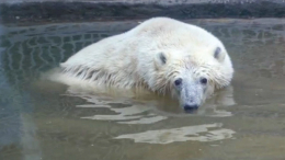 «Нам трудно»: спасенный белый медведь Диксон из Московского зоопарка умер во сне
