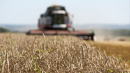 Аграрная война: почему Украина и Польша поссорились из-за зерна и кто из них прав