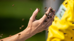 «Смертельно опасно»: что делать, если пчела залетела в рот
