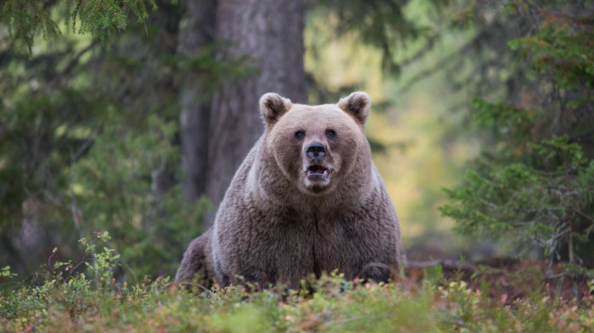 На Южном Урале медведь-рэкетир терроризирует военный городок