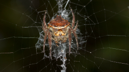 Гигантского паука возрастом 16 миллионов лет нашли в Австралии