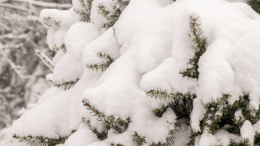 Опережая календарь: снег массивно выпал в Бурятии и Иркутской области