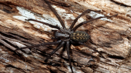 Они среди нас? Где живут потомки гигантских пауков из Австралии