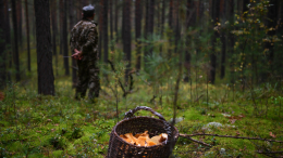 Россиян предупредили о тюремных сроках за сбор редких грибов