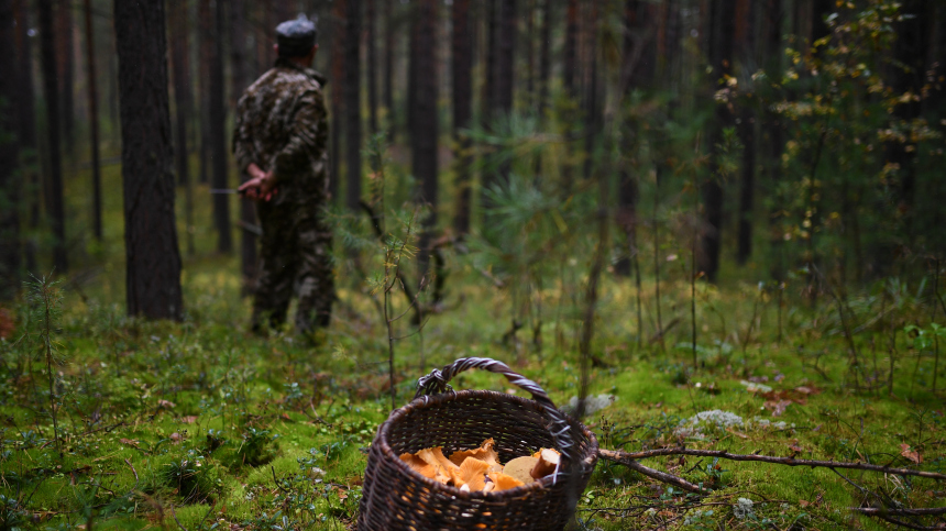Россиян предупредили о тюремных сроках за сбор редких грибов