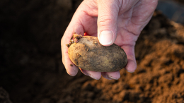 «Опасность в воздухе»: почему можно умереть из-за газа, который выделяет гнилой картофель