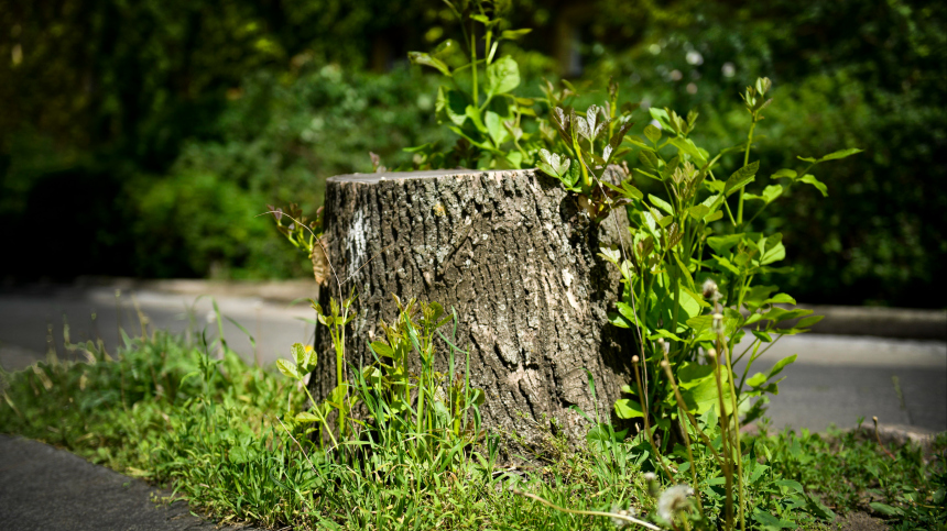 В Великобритании подросток срубил знаменитое дерево Робин Гуда
