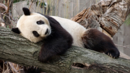 Китай намерен забрать из зоопарка США трех своих панд
