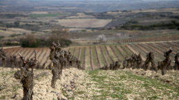Во Франции начали уничтожать виноградники из-за падения экспорта вин