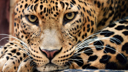 В Приморье зоозащитники спасли трех леопардов