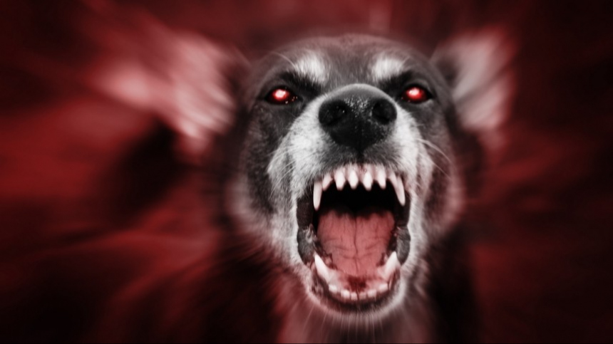 Стая бродячих собак напала на женщину в Нижневартовске