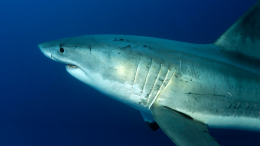 В США бьют тревогу: акулы-людоеды начали захватывать Калифорнию