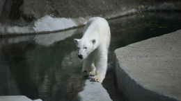 Белой медведице Айке из Московского зоопарка удалили больной зуб — видео