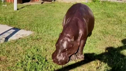 В Ростовском зоопарке умер старейший в мире карликовый бегемот Риф