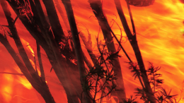 Масштабный лесной пожар может уничтожить целый город в Аргентине
