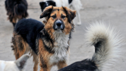 Вырвали кусок плоти: бездомные собаки напали на ребенка под Хабаровском