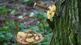 Какие грибы запретили собирать с 12 октября: полный список