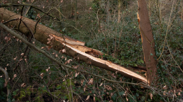 В Петербурге ураган уронил дерево на женщину