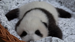 Детеныша панды из Московского зоопарка впервые осмотрели вне инкубатора — видео