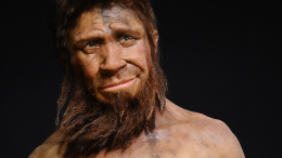Археологи доказали, что неандертальцы тушили черепах и жарили кедровые орехи