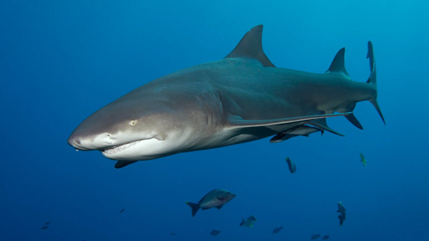В США рыбака отправили к психиатру за убийство акулы