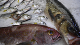 Япония призвала Россию возобновить импорт рыбной продукции