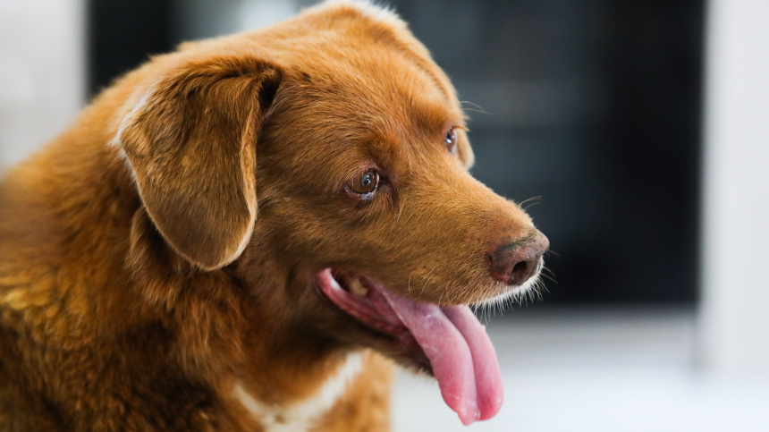 Самый старый пес в мире Боби скончался в Португалии