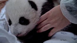 Как подрос! Детенышу панды из Московского зоопарка исполнилось два месяца