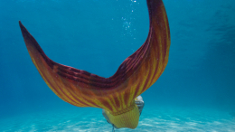 Наполовину рыба, наполовину обезьяна: разгадана тайна фиджийской русалки