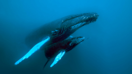 Невероятная встреча дайвера и кита в Австралии попала на видео
