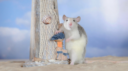 Приснилась крыса: каких изменений в жизни ждать
