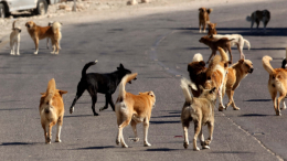 В Башкирии стая собак чуть не растерзала прохожих — видео
