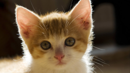 Намеки подсознания: к чему снятся котята и почему такие сновидения — тревожный знак