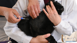 Бешенство и другие напасти: в Петербурге закончились вакцины для животных