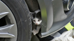 Осторожно — котики: что делать, если под капотом застряло животное