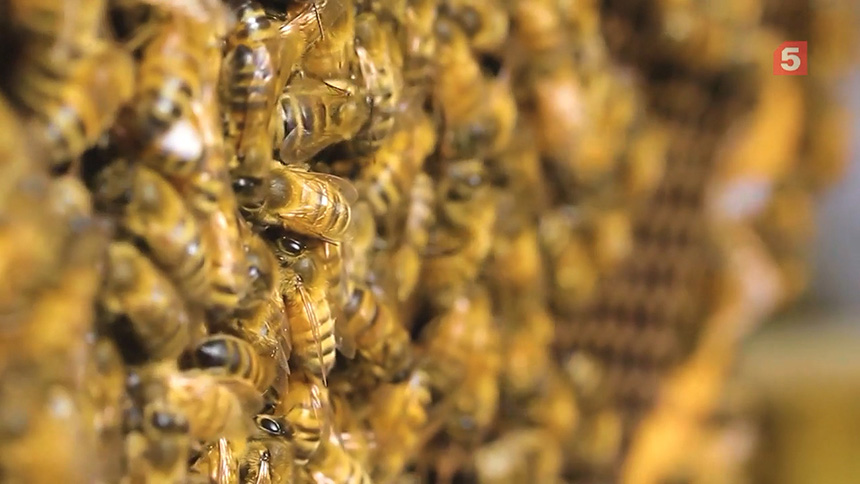 Пчела всемогущая. Мёд или яд