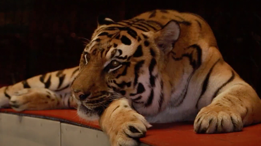 Есть ли у цирковых тигров выходные?