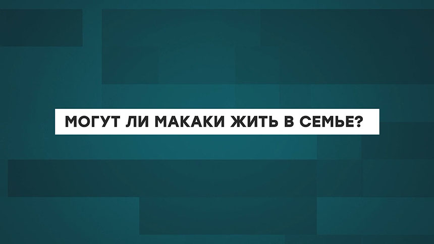 Могут ли макаки жить в семье?