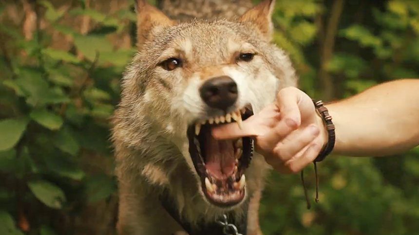 Необычные факты о волках
