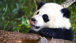 Маленькая, но грозная: детеныш панды из Московского зоопарка научилась рычать