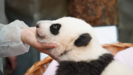 Полное мимими: детеныш панды из Московского зоопарка освоил новый навык